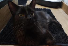 Discovery alert Cat miscegenation  Male Pierrelaye France