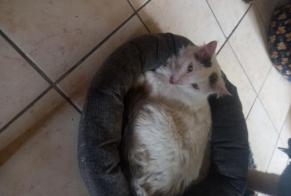 Discovery alert Cat Female , 2 years Le Grand-Quevilly France