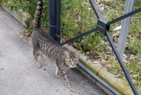 Discovery alert Cat Female Montpellier France