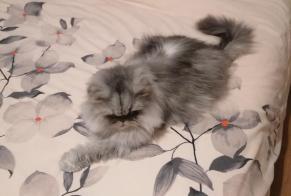 Disappearance alert Cat  Male , 6 years Roches-Prémarie-Andillé France