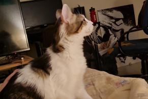Disappearance alert Cat Male , 1 years Saint-Donat-sur-l'Herbasse France