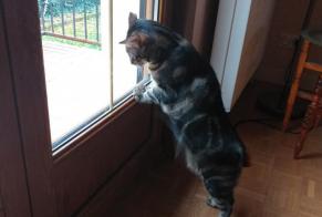 Disappearance alert Cat miscegenation  Male , 3 years Longvic France