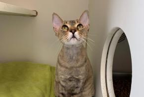 Discovery alert Cat Female , 2 years Le Cannet France