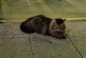 Discovery alert Cat Unknown Clermont-Ferrand France