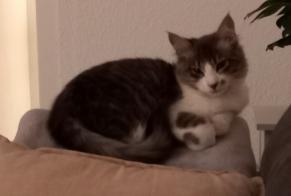 Disappearance alert Cat Female , 1 years La Grand-Combe France