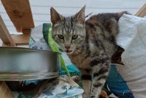 Discovery alert Cat Female Saillans France