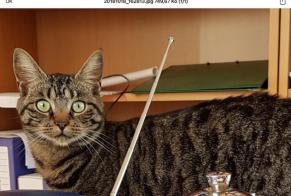 Disappearance alert Cat  Female , 7 years Bonsecours France