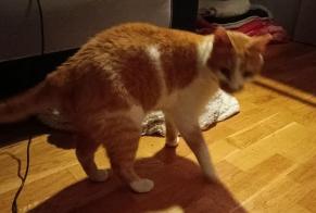 Discovery alert Cat Female Albertville France