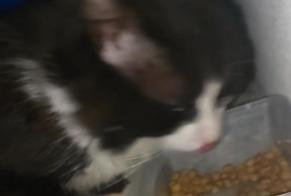 Discovery alert Cat Unknown Rivery France