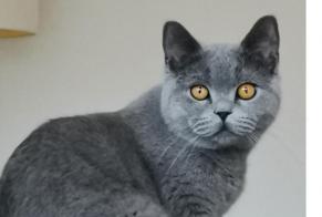 Disappearance alert Cat  Male , 1 years Vaucresson France