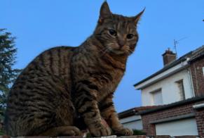 Discovery alert Cat Unknown Marly France