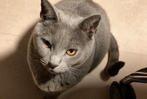 Disappearance alert Cat  Male , 3 years Reims France