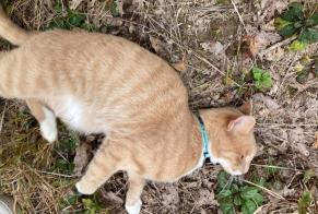 Discovery alert Cat  Unknown , 1 year Les Auxons France