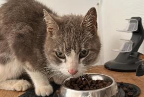 Discovery alert Cat Unknown Guewenheim France