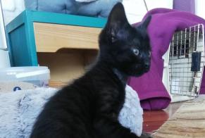 Discovery alert Cat Male Pau France
