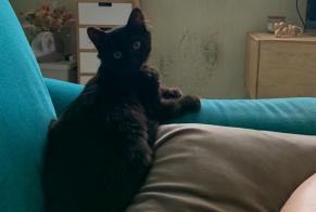 Discovery alert Cat Unknown Serre-les-Sapins France
