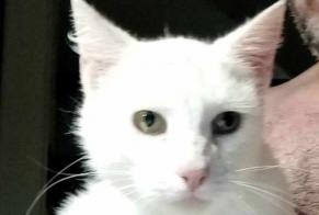 Discovery alert Cat Female Hombleux France