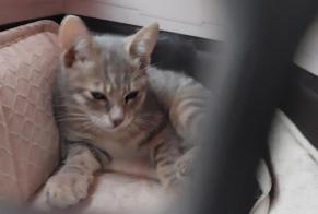 Disappearance alert Cat Male , 0 years Châteaurenard France