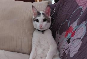 Disappearance alert Cat Female , 2 years Chasseneuil-sur-Bonnieure France