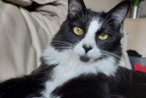 Disappearance alert Cat miscegenation  Female , 2 years Saintes France