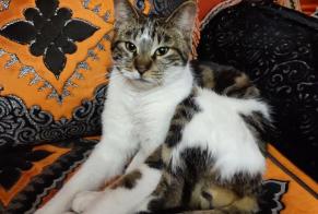 Disappearance alert Cat Male , 1 years Portes-lès-Valence France