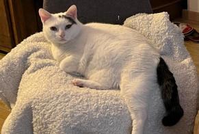 Disappearance alert Cat Male , 12 years Amiens France