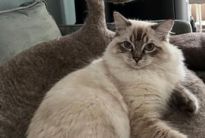 Disappearance alert Cat  Male , 1 years Paris France