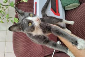 Discovery alert Cat miscegenation  Male Amiens France