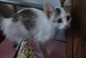 Discovery alert Cat Male Toulouse France
