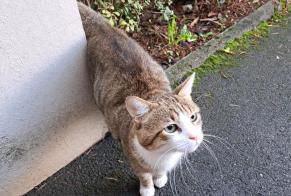 Discovery alert Cat   Male Lyon France