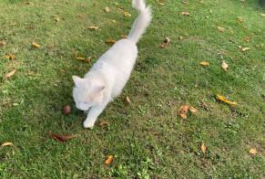 Discovery alert Cat Unknown Seclin France