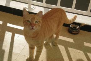 Disappearance alert Cat  Male , 8 years Arcueil France