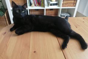 Disappearance alert Cat miscegenation  Male , 1 years Lille France