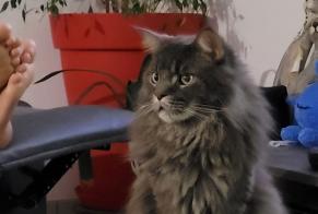 Disappearance alert Cat  Male , 3 years Le Thor France
