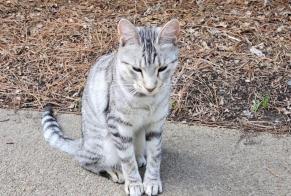 Discovery alert Cat Unknown Nantes France