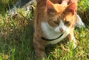 Discovery alert Cat Unknown Loudéac France