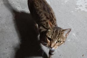 Discovery alert Cat Male Quimper France