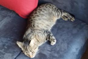 Discovery alert Cat Unknown Nantes France