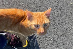 Discovery alert Cat miscegenation  Male Noyon France