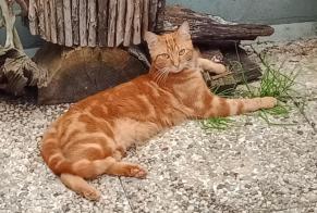 Discovery alert Cat Unknown Arcueil France