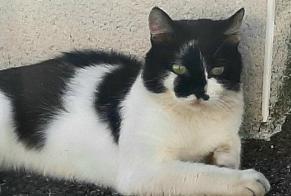 Disappearance alert Cat miscegenation  Male , 3 years Toulouse France