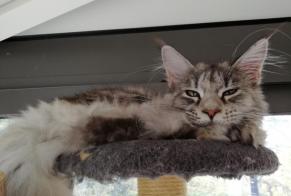 Disappearance alert Cat  Male , 1 years Gennes-Val-de-Loire France