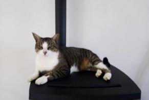 Disappearance alert Cat Male , 7 years Carhaix-Plouguer France