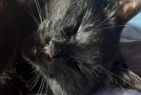 Disappearance alert Cat  Male , 4 years Mireval France