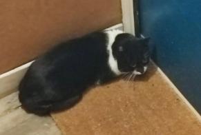 Discovery alert Cat Unknown Reims France