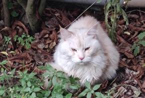Discovery alert Cat Unknown Champigny-sur-Marne France