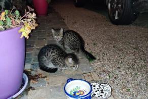 Discovery alert Cat  Unknown Sévérac France