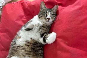 Disappearance alert Cat miscegenation  Male , 3 years Houilles France