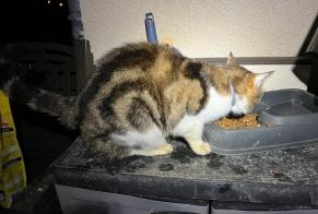 Discovery alert Cat Unknown Villebougis France