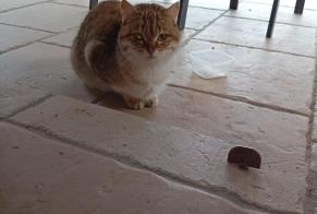 Discovery alert Cat Unknown Janneyrias France